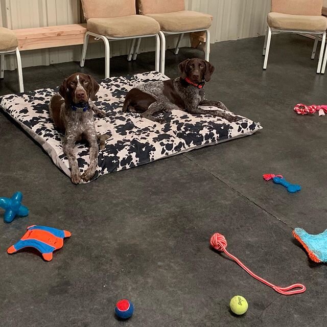 Olaf and Snowflake staying on their bed!!! #germanpointer #wooftraining #dogtraining #dog