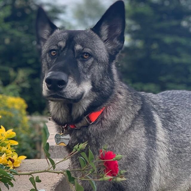 This is Houston, he&rsquo;s a German Shepherd mix. We&rsquo;re working on socializing and confidence building with him. He&rsquo;s already been making great progress!!! #germanshepherdmix #germanshepherd #woof #wooftraining #dog #dogtraining