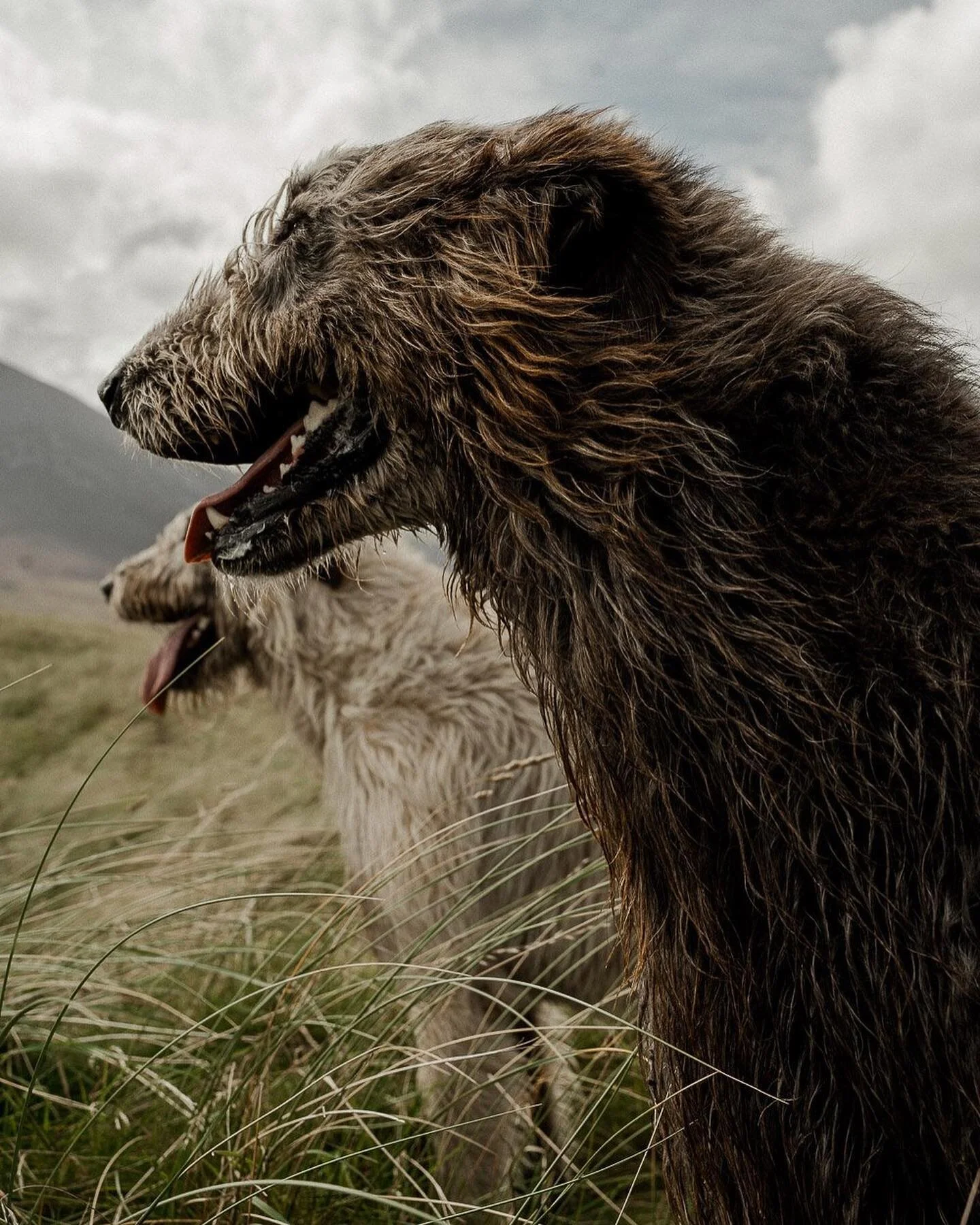 The Irish Wolfhounds, Pt. 3

And lastly, the third and final part of Aidan, Sp&eacute;ir and M&aacute;irt&iacute;n.

How beautiful it is to enter someone else&rsquo;s reality, if only for a brief moment. And also how precious is it to observe any typ