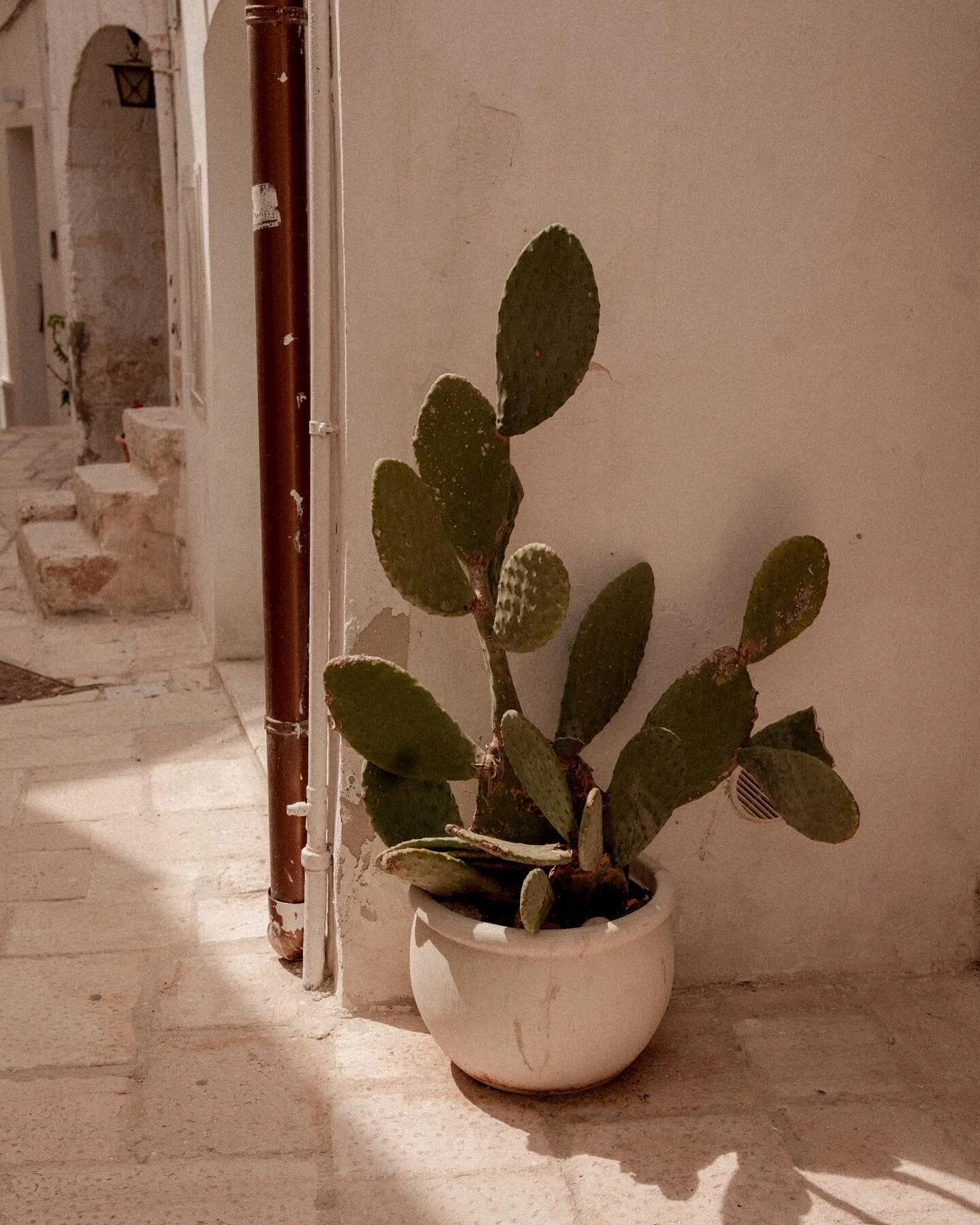 Some Polignano a Mare cactus moments 

#mare #polignanoamare #cactus #succulents