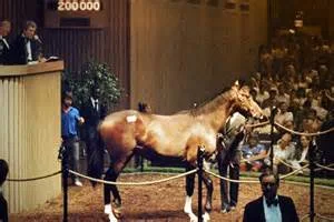  Snaafi Dancer at auction.....horses can make fools out of you