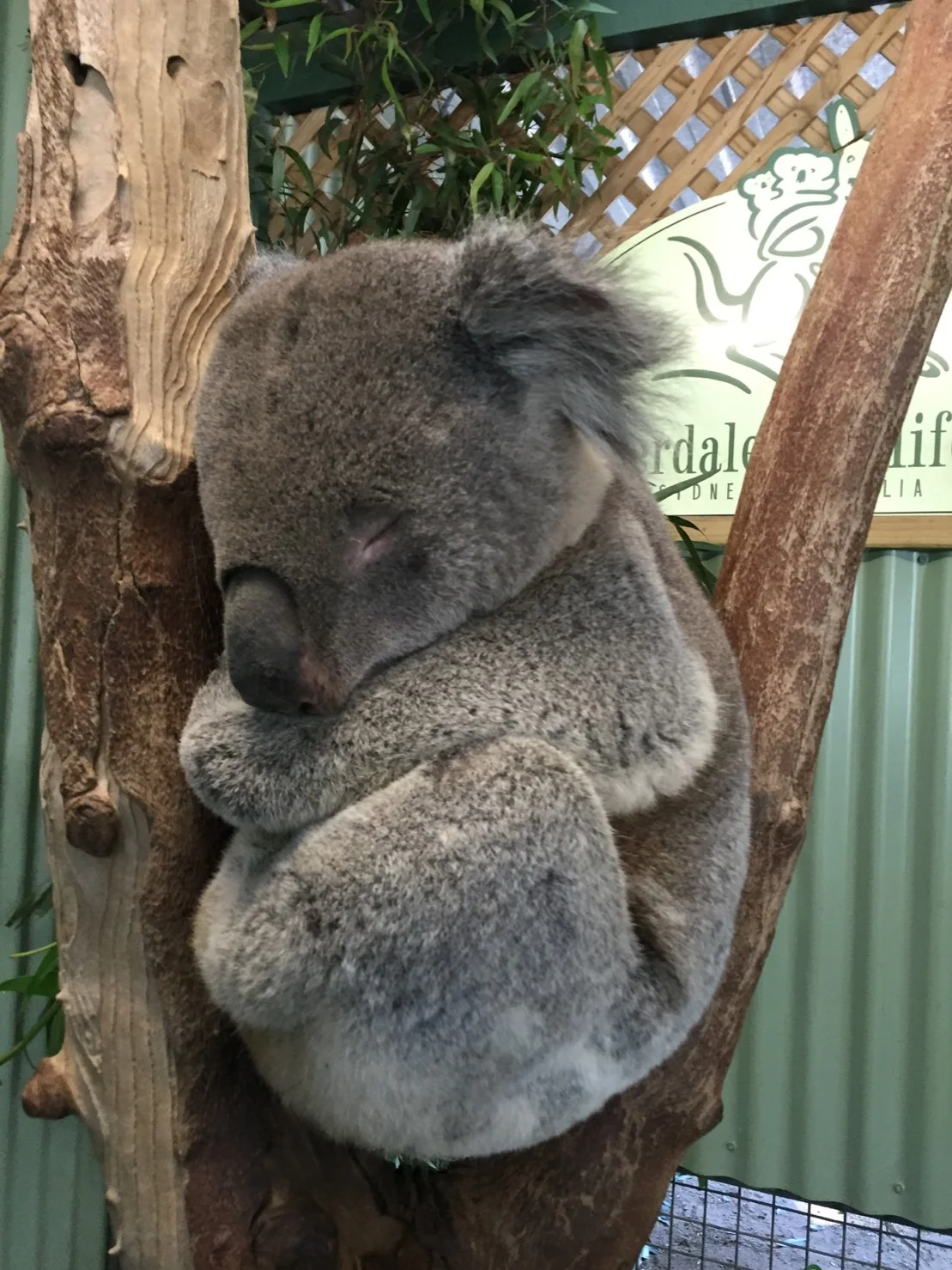 フェザーデイル動物園 /Feather Dale Wildlife Park