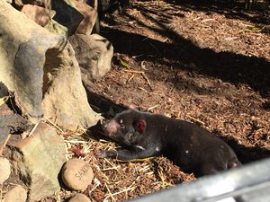 フェザーデイル動物園 Feather Dale Wildlife Park Tci Sydney