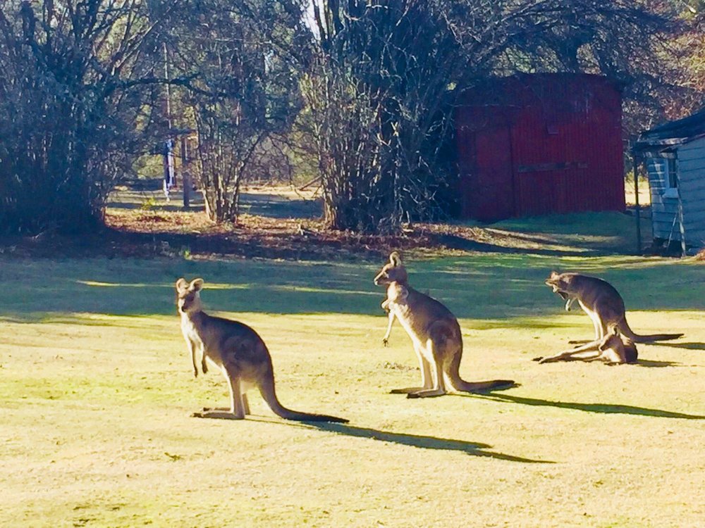 ジェノランケーブ鍾乳洞と世界遺産ブルーマウンテン カンガルー探検ツアー 日本語ツアー Tci Sydney ジェノランケーブ鍾乳洞と世界遺産ブルーマウンテン カンガルー探検ツアー 日本語ツアー Tci Sydney