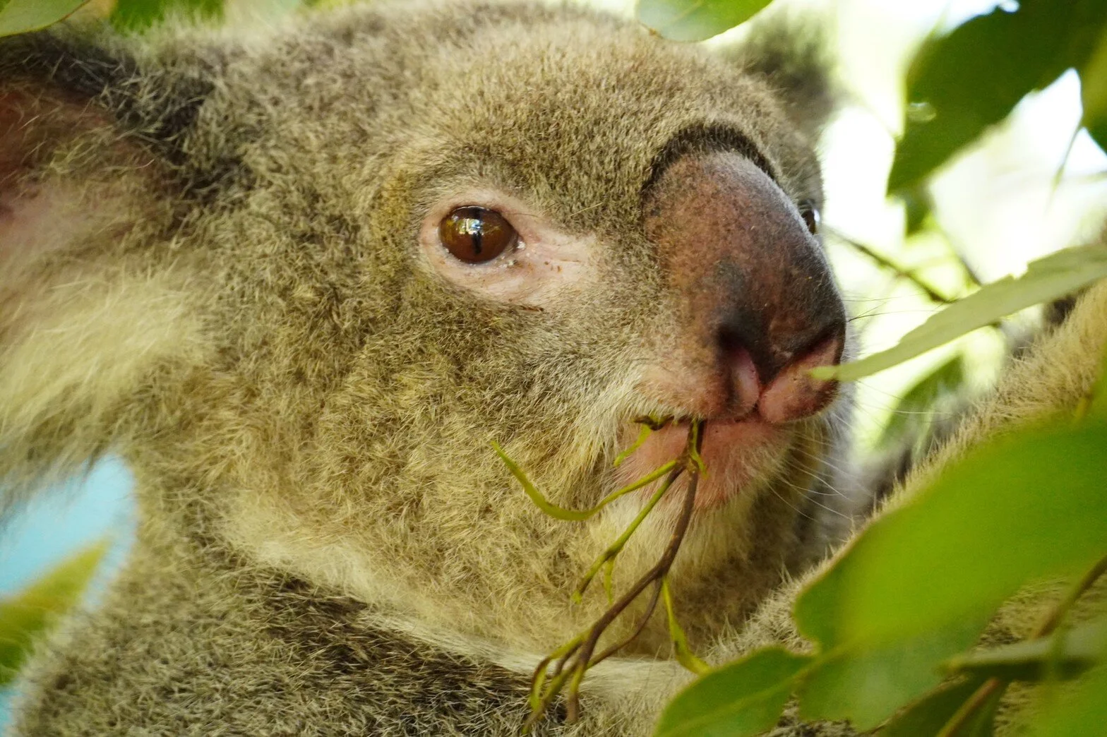 Koala Park Sanctuary — TCI Sydney