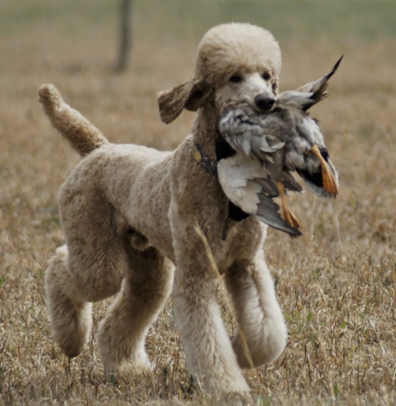 6.Poodle hunting dog b.jpg