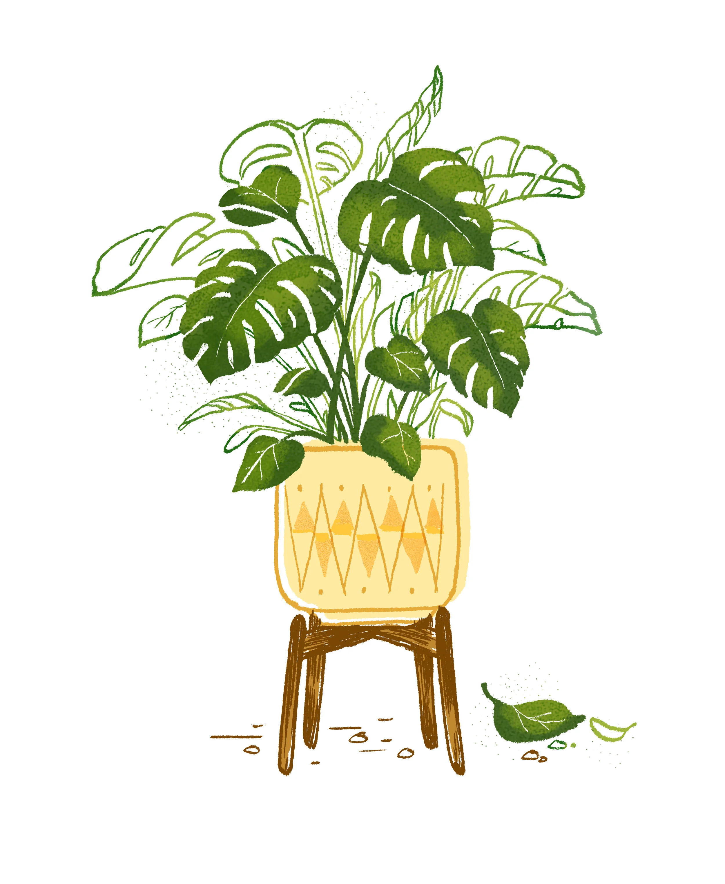 monstera.jpg