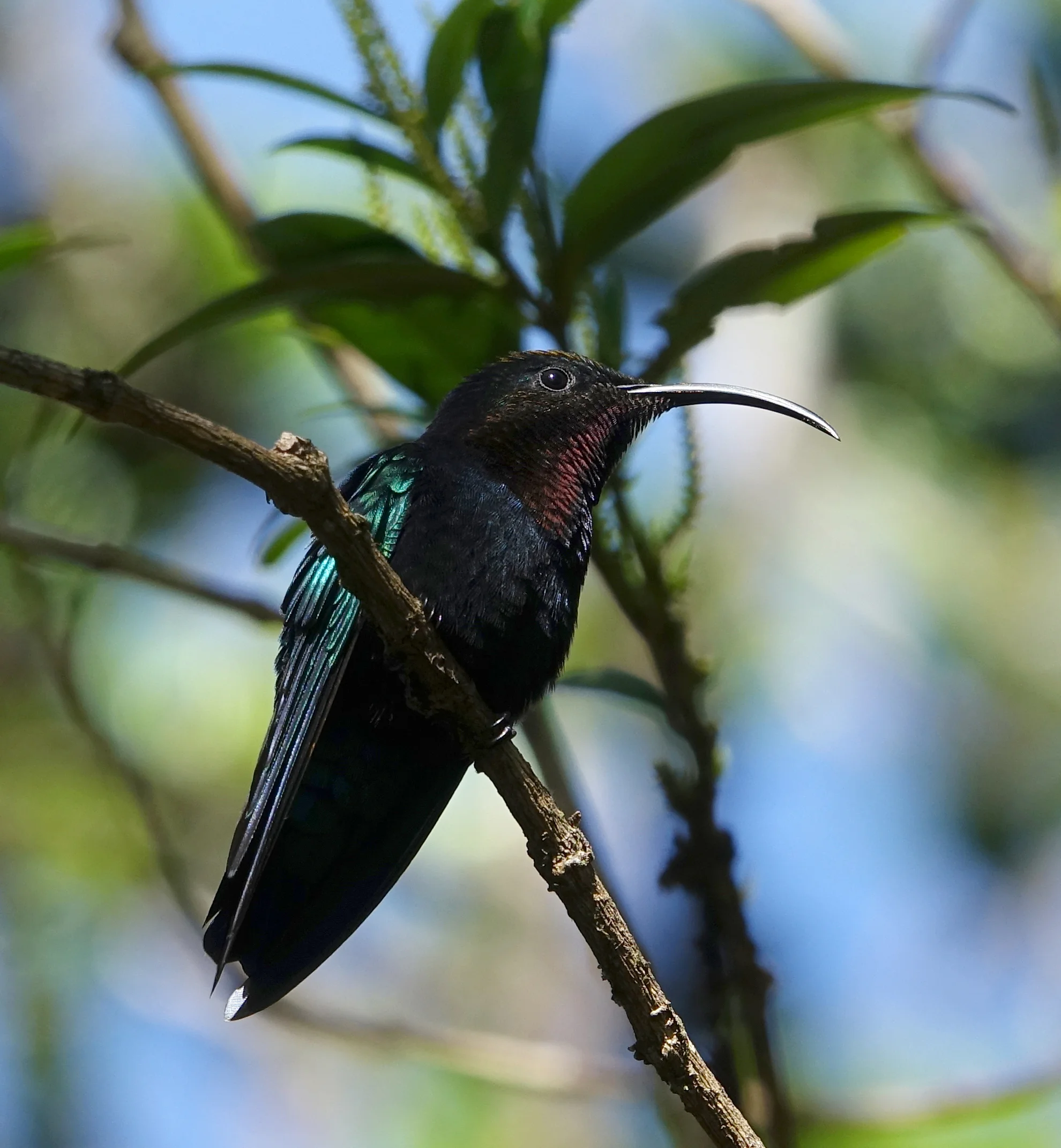 PURPLE THROATED CARIB (Eulampis jugularis) , December 17th, 2017