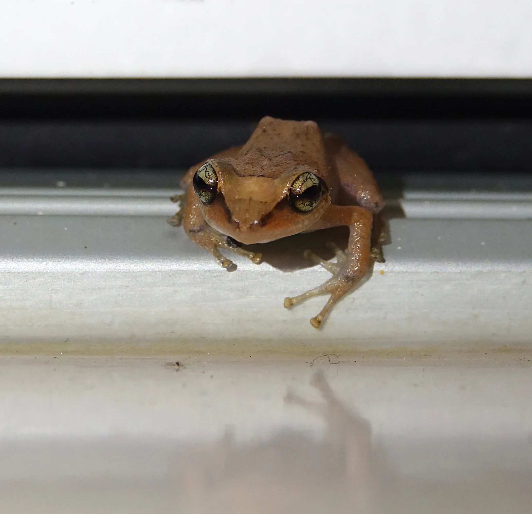 MARTINIQUE ROBBER FROG, ( Eleutherodactylus martinicensis), Basse-Terre, Guadeloupe, December 2017