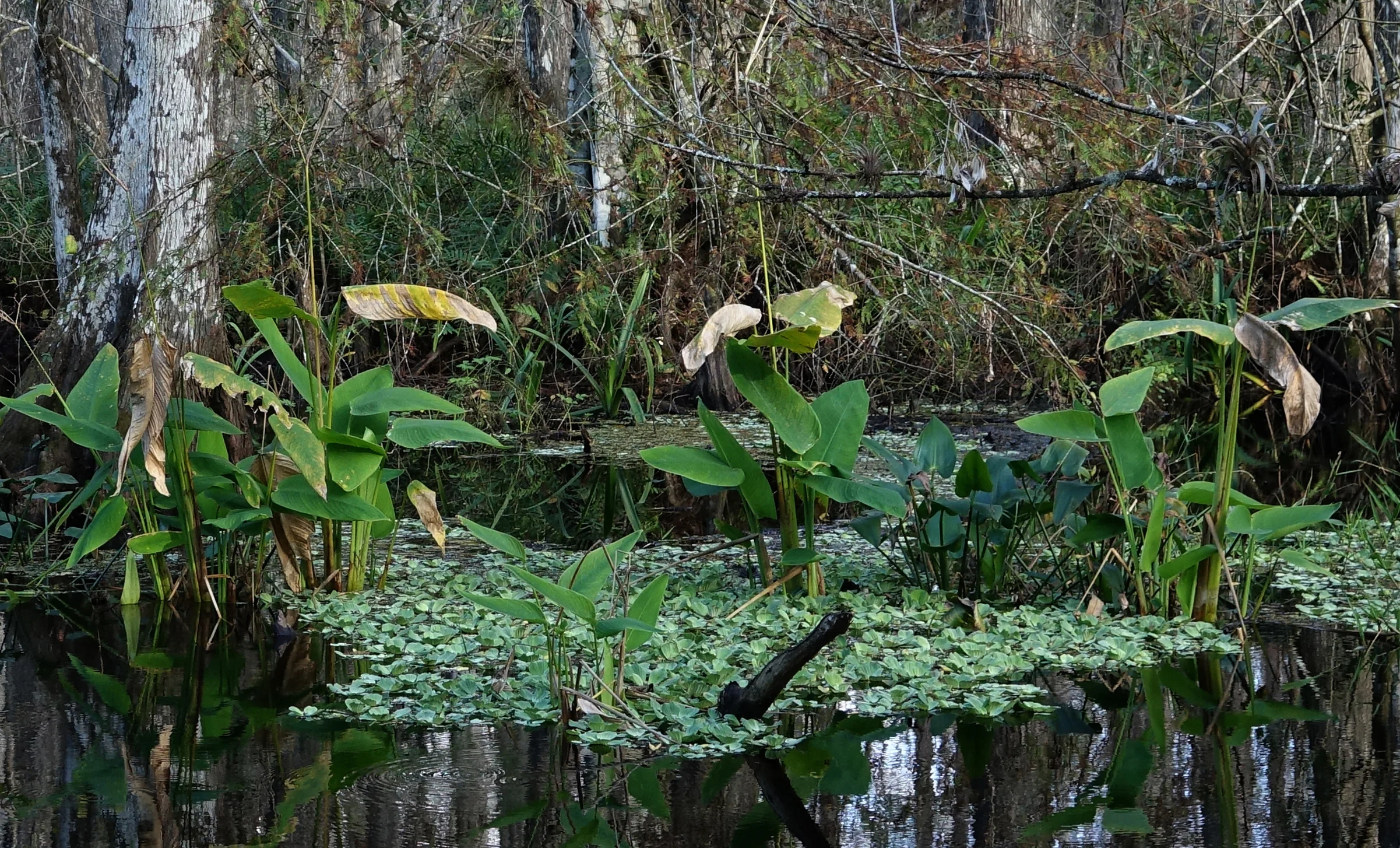 ALLIGATOR FLAG ( Thalia geniculata) and WATER LETTUCE ( Pistia stratiotes), Corkscrew Swamp Sanctuary, Florida, January 2nd, 2019
