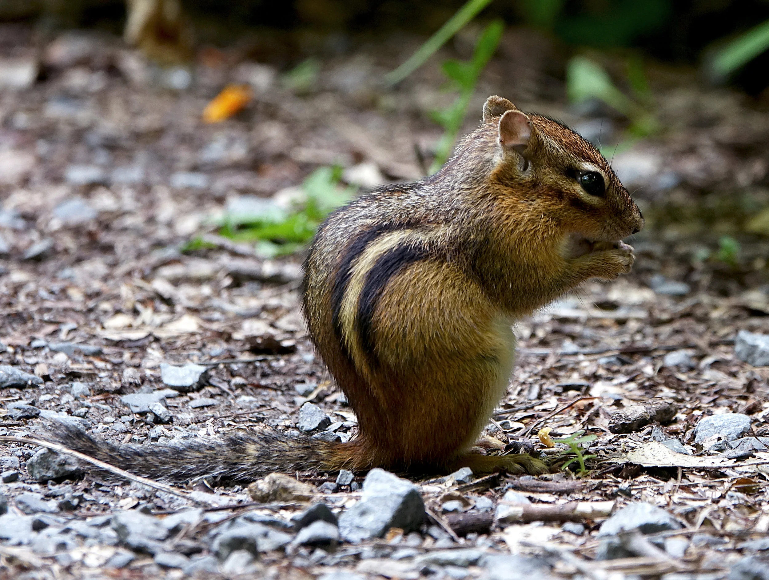 EASTERN CHIPMUNK ( Tamias striatus ), NYBG, NYC, July 2017