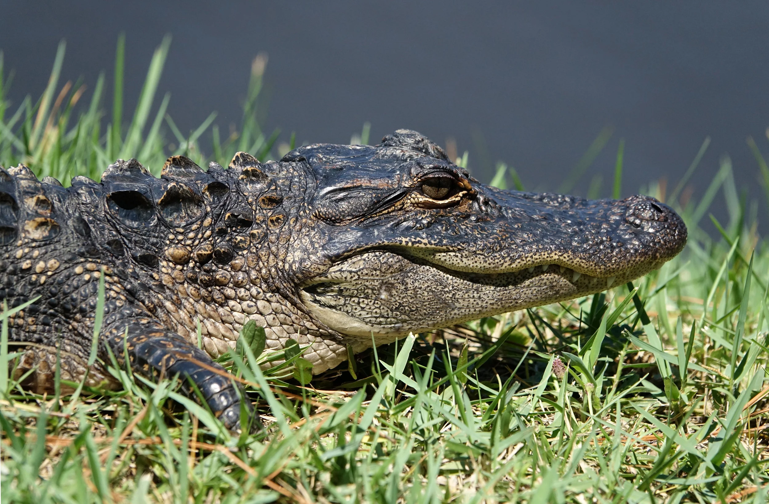 AMERICAN ALLIGATOR ( Alligator mississippiensis ), South Carolina, August 2017