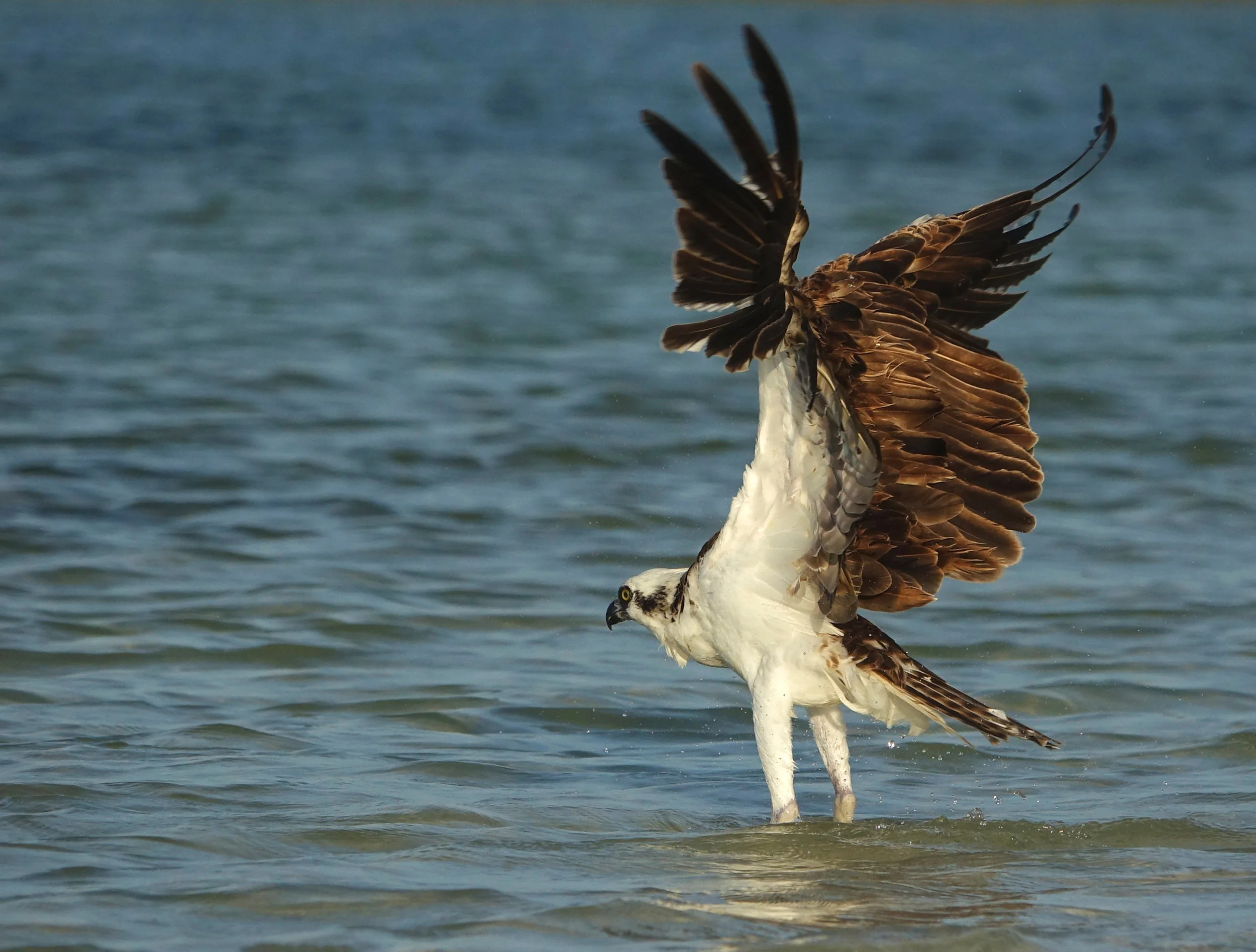 OSPREY ( Pandion haliaetus ), Isla Holbox, Mexico, April 2018