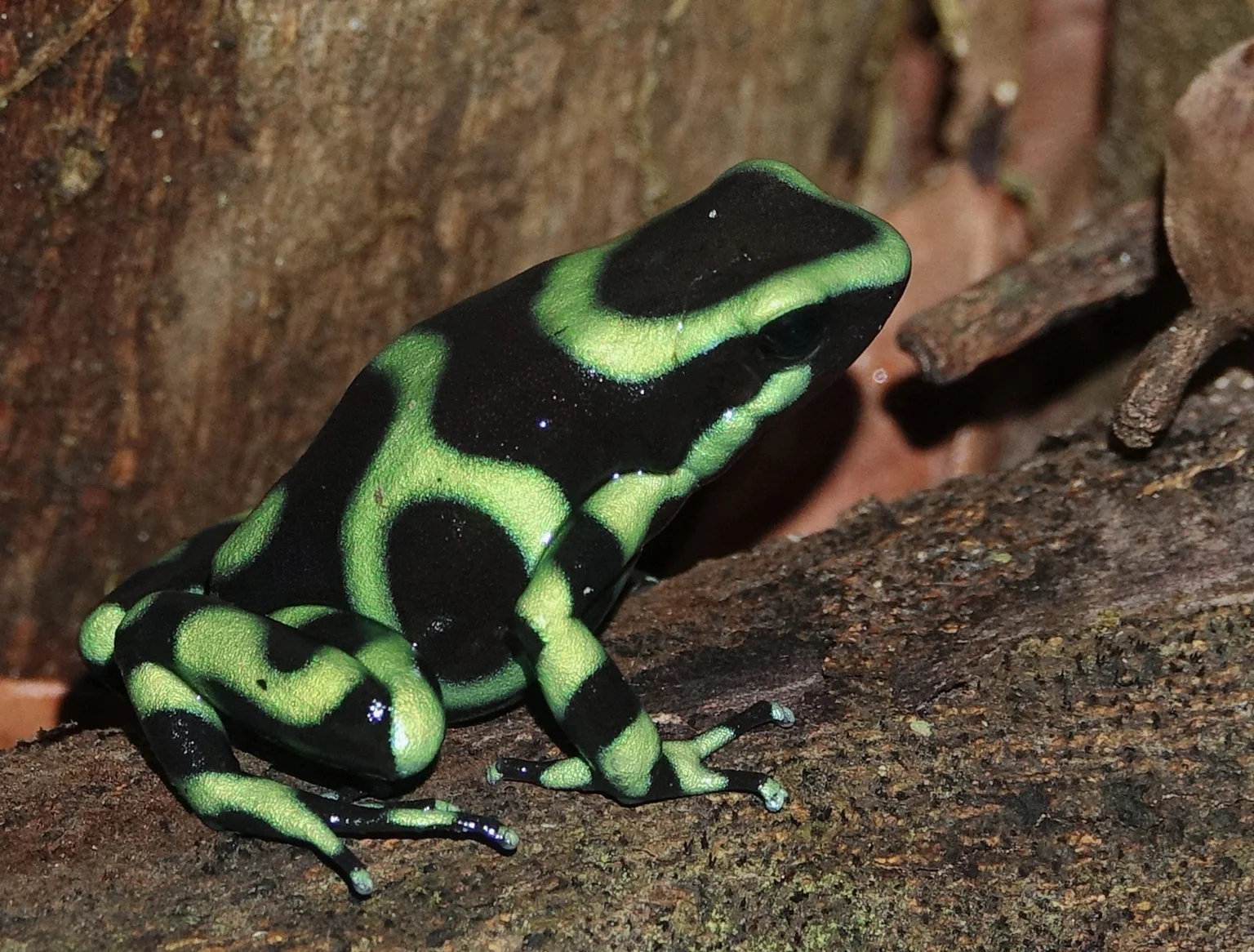 GREEN-AND-BLACK POISON DART FROG ( Dendrobates auratus ), Costa Rica, 2019