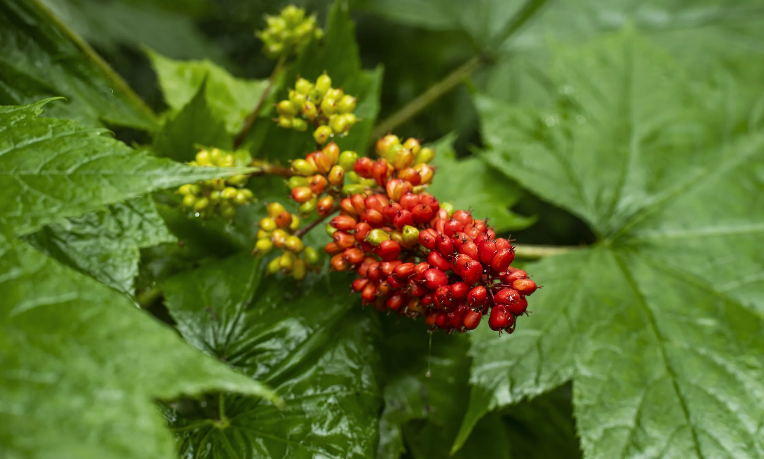 Devil’s Stick (Oplopanax horridus) , Alaska, July 2019