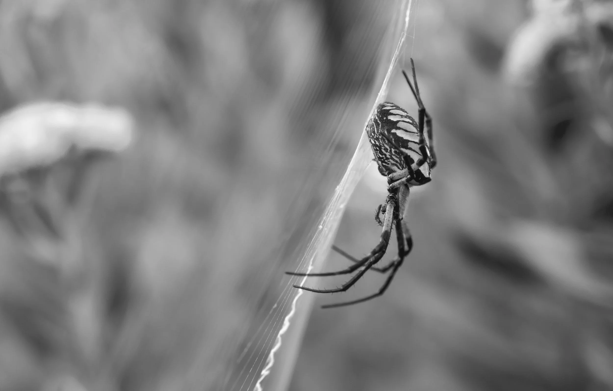 Golden garden spider ( Argiope aurantia), Burnsville, NC, September 8. 2019