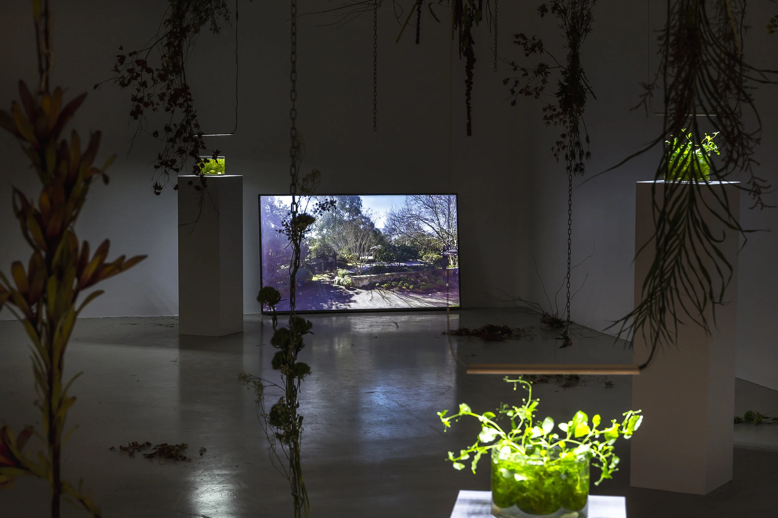 Untitled # 2 , from the series Holding my breath , 2018, Installation with live video feed, four channel audio, chain, plant matter, water and grow lights, commissioned by Campbelltown Arts Centre. Photography Credit: Document Photography.