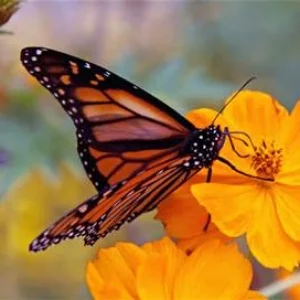 NATURE PROGRAMS New adventures for fall 2016 dates
