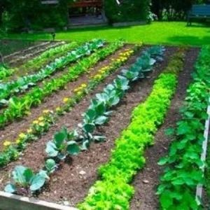 urban farming Classes and workshops every month