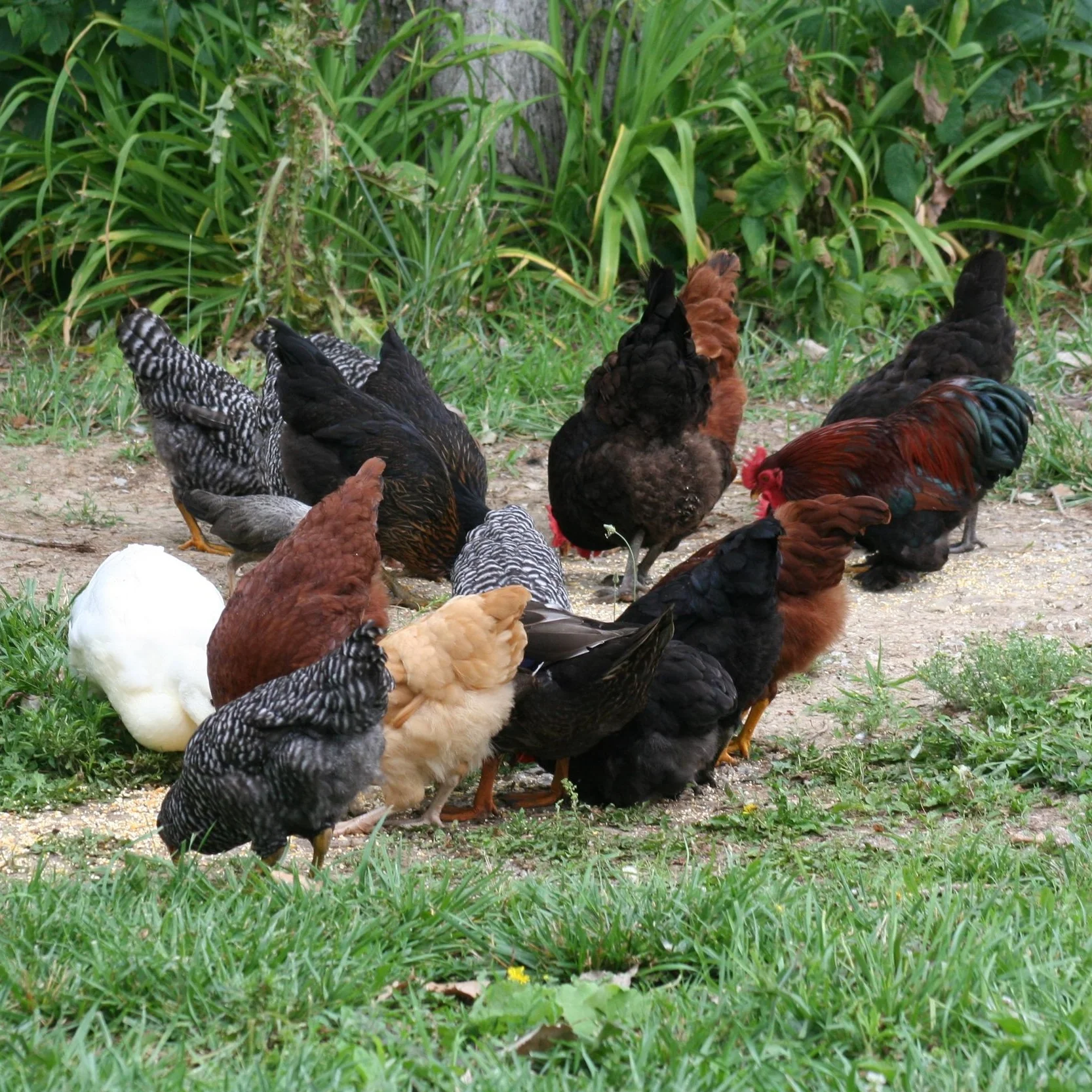 PF-Backyard Chickens-IMG_5937.JPG
