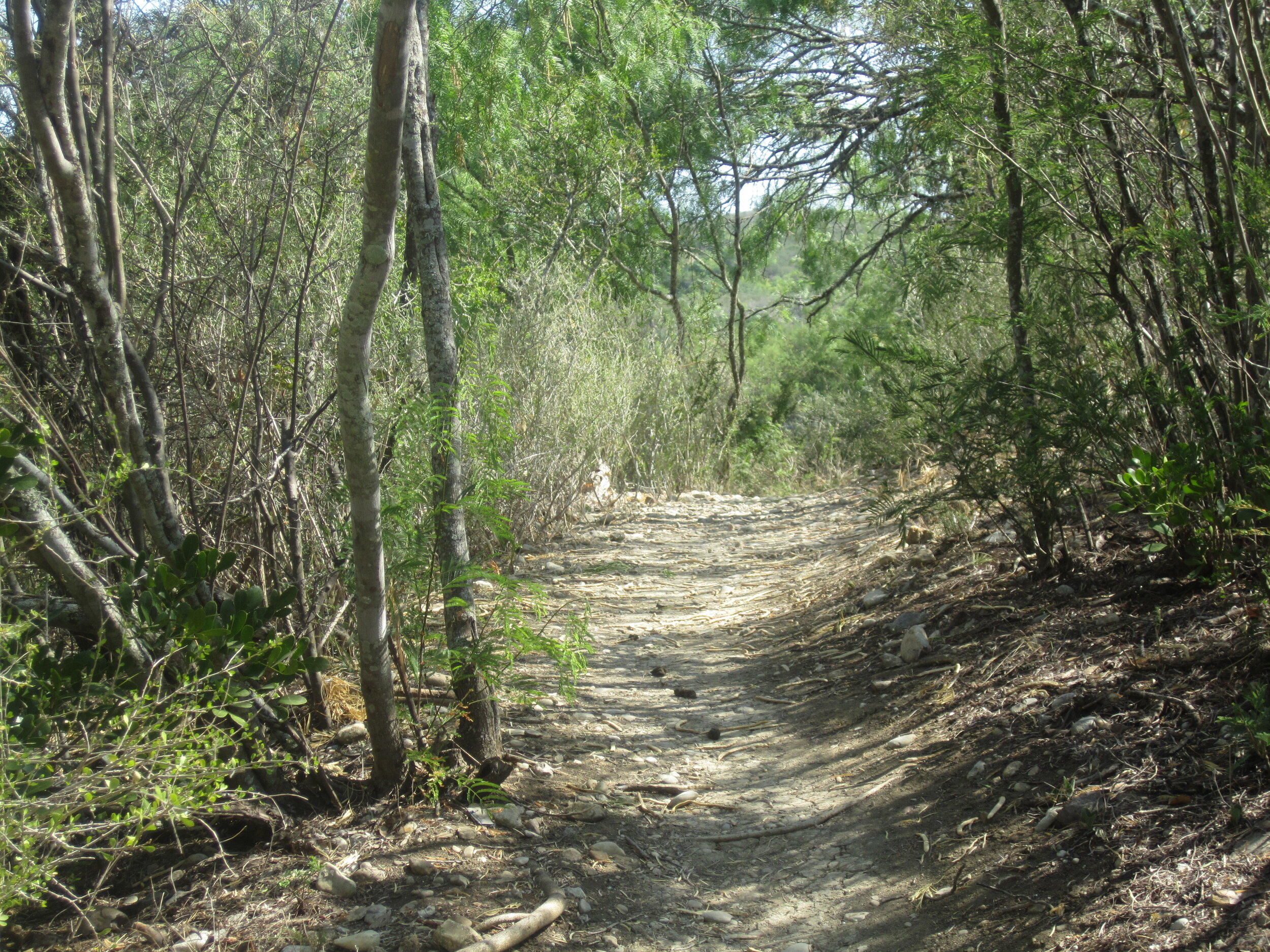 Hiking_trail_at_Castroville,_TX_Regional_Park_IMG_3271.jpg