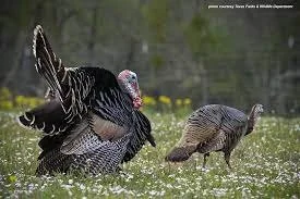 Thanksgiving-closed