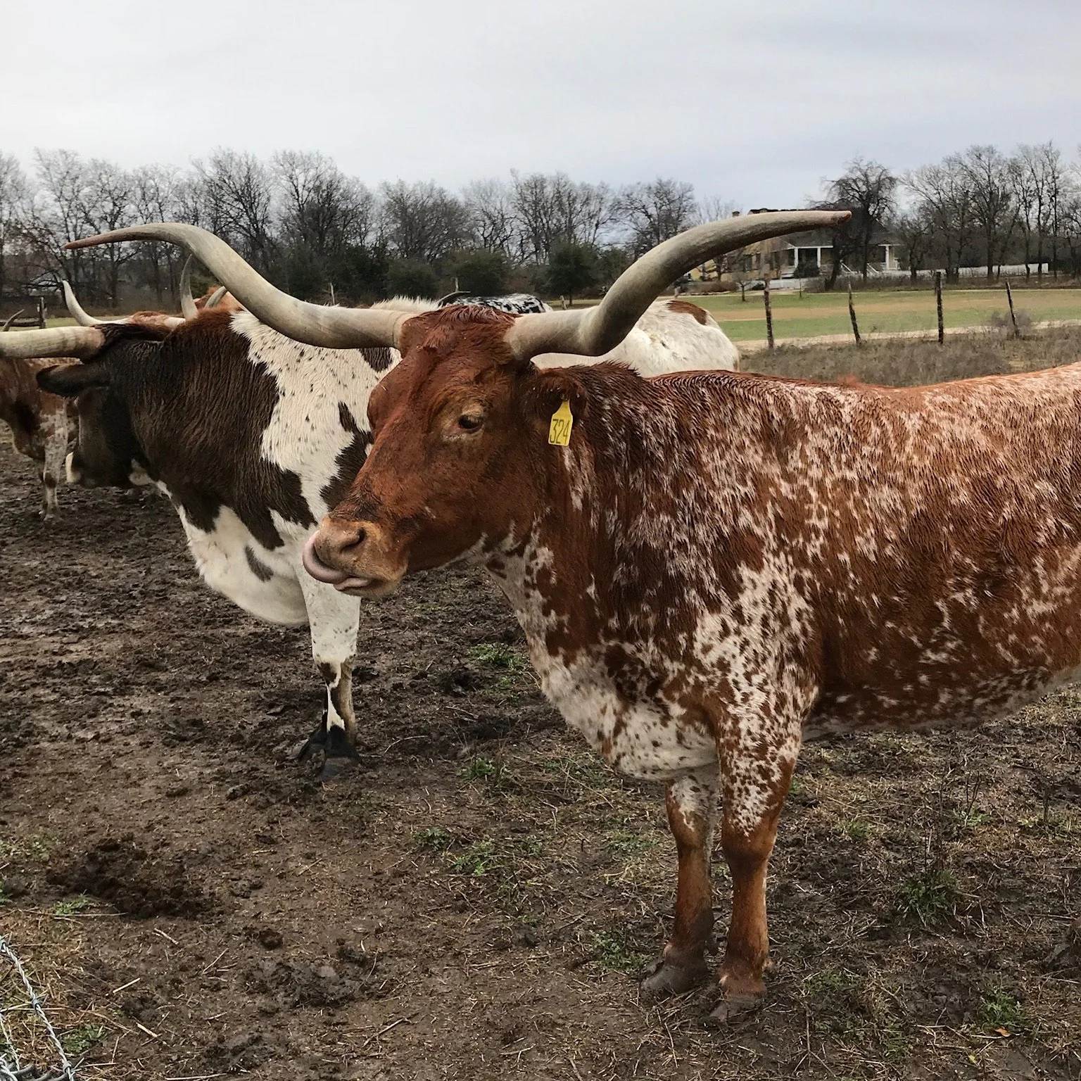 Longhorn5.png