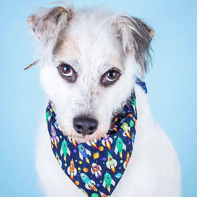 His eyes are saying &quot;mom, just stop.&quot; 🙄
Thinking about doing a bunch of pro photo shoot with your pup? Check out 📷 @floofystudios for more cute pics and sign up for a session! .
.
#vancouverpetphotographer
#dogphotography #porkchopthemutt