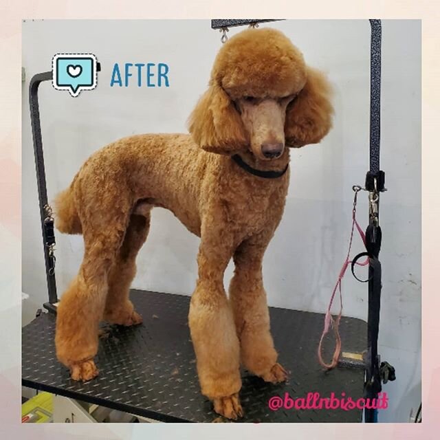 Hank the poodle is way more gorgeous in real life 😍😍
.
.
.
#ballnbiscuit #vancouverdoggroomers #doggrooming #handscissor #asianfusiongrooming #beforeandafter #doggroomer #doggroomersofinstagram #groomersofinstagram @wahlanimal @kenchii_grooming #km