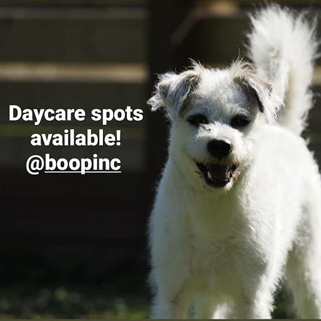 Do you live in/near Mt Pleasant  and your dog needs daycare? And you want your dog to play with PorkChop? 😏 
Spots available at @boopinc - pickup and dropoff is included
- 90lbs and under
- assessment will be needed before enrollment 
Please email, 