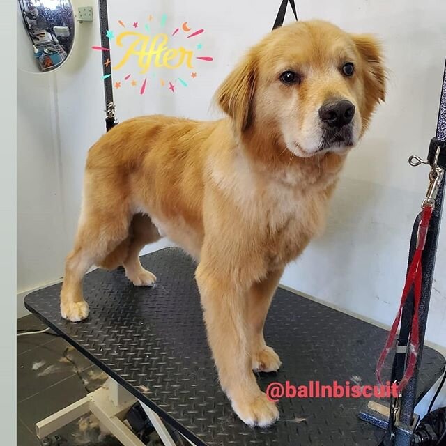 It not only fluffy dogs that need grooming.  It hard to see the before/after here on BaoBao the retriever, but I promise it's a huge diff IRL! 💯
.
.
#ballnbiscuit #vancouverdoggroomers #doggrooming #handscissor #asianfusiongrooming #beforeandafter #