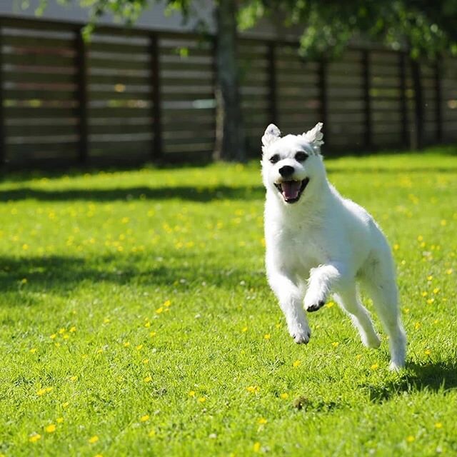 Daycare spots open at @boopinc !! Lookit how much fun PorkChop has there! A whole farmland to run on and play with friends! DM @boopinc  for more info! - dogs in and near Mt Pleasant - pick up and drop off is included .
.
#dogdaycare #vancouverdogs #