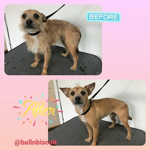 Hand-stipping ain't just for fancy breeds! Reggie's coat has never been clipped and everytime after his strip, his coat looks so rich and shiny! 😍
.
.
#handstripping #terrier #handstripped 
#ballnbiscuit #vancouverdoggroomers #doggrooming #handsciss