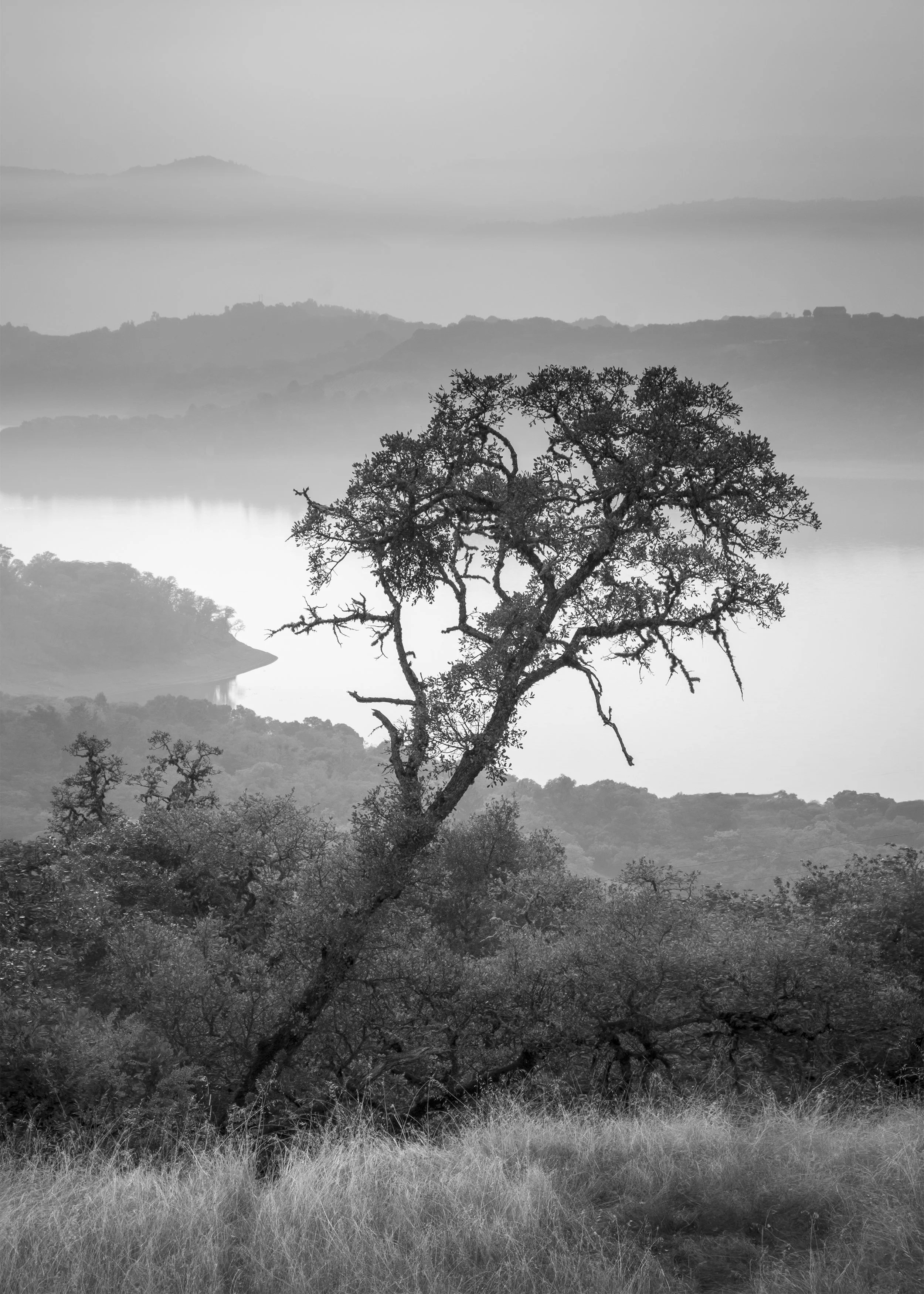 Overlook Tree