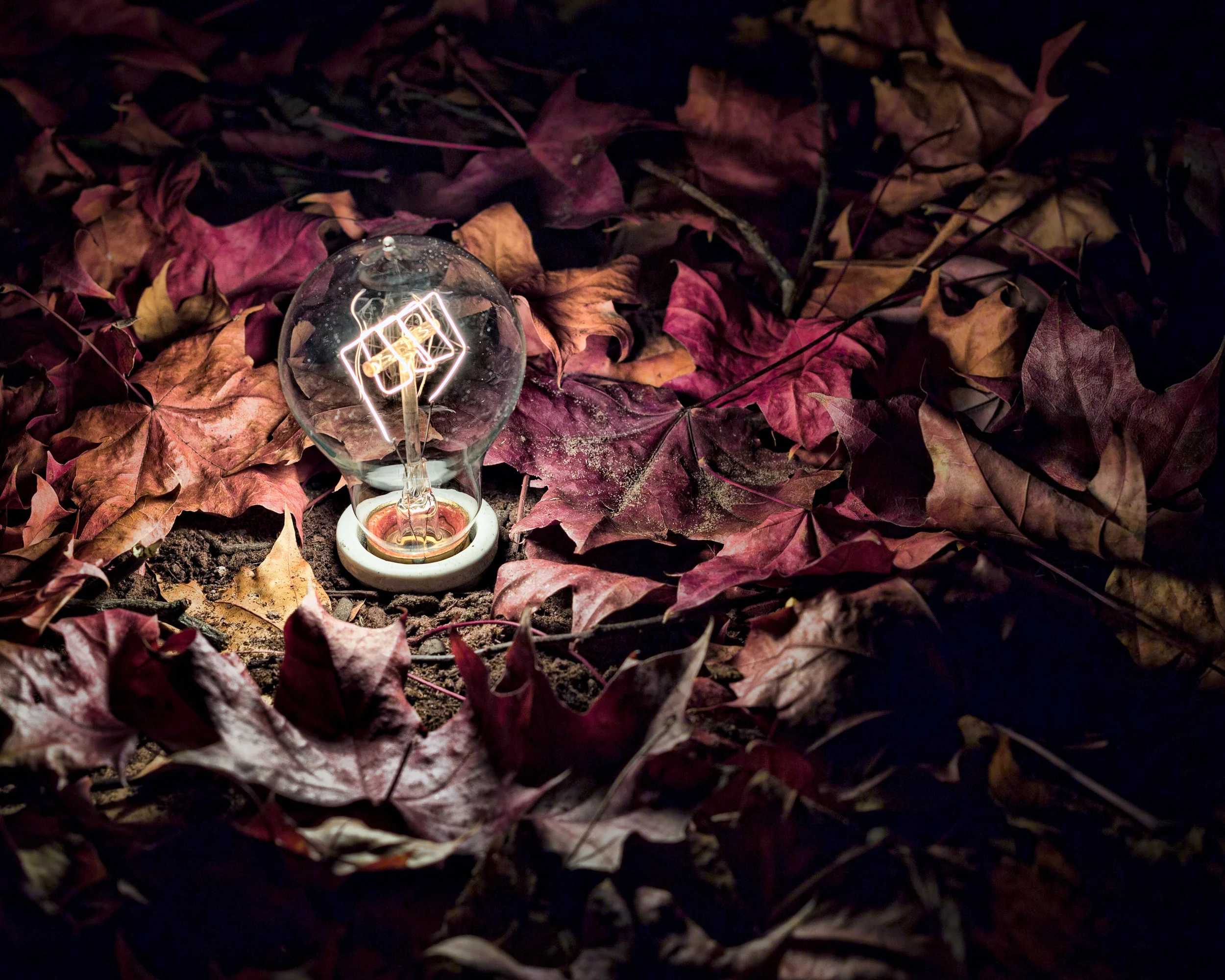 Light in the forest (1 of 1).JPG