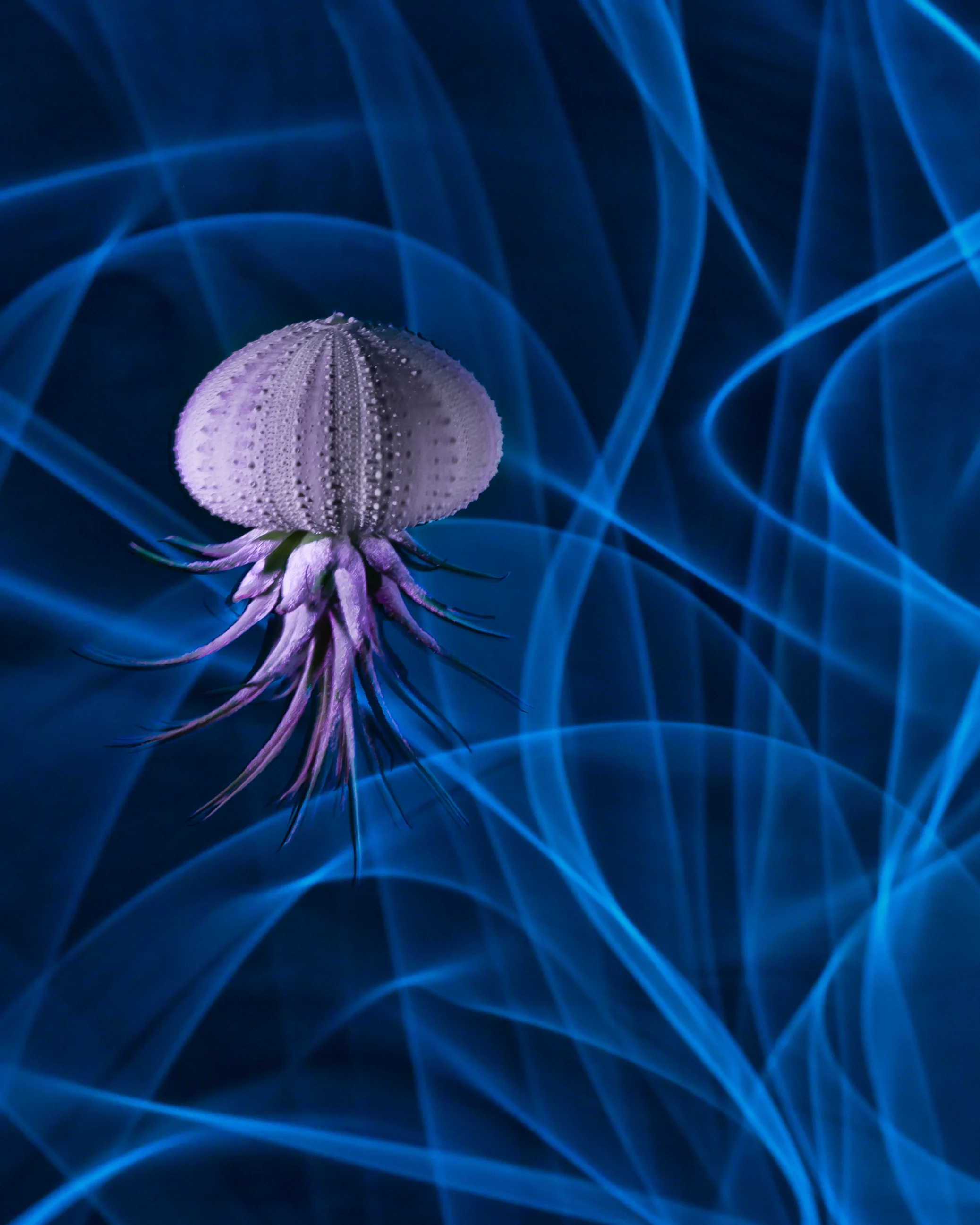 Jelly fish 1.JPG
