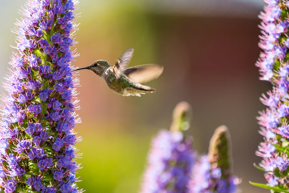 nature-10.jpg
