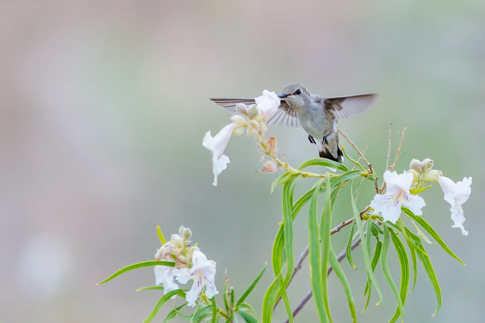 nature-15.jpg