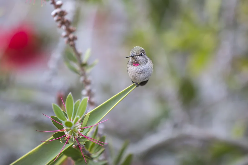 hummingbirdweb.jpg