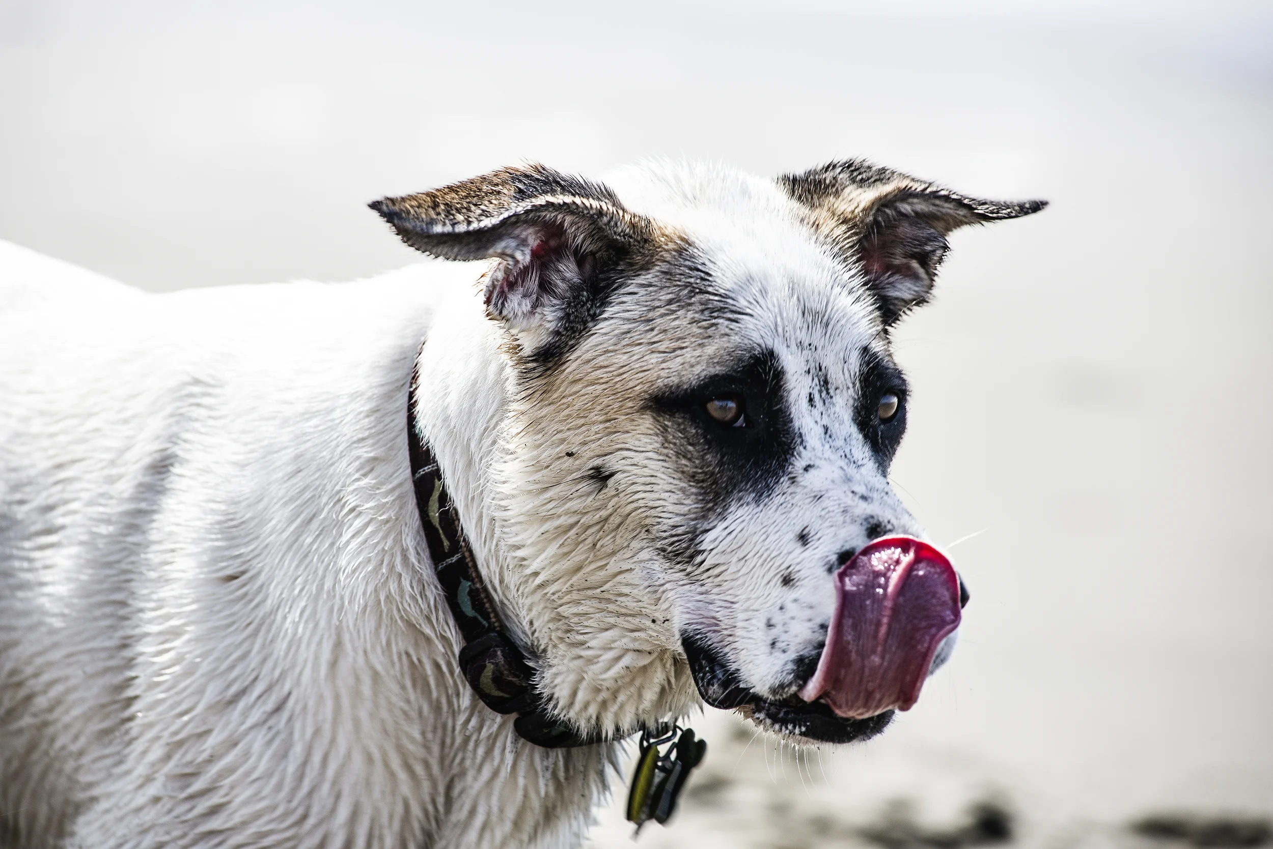 lick.jpg