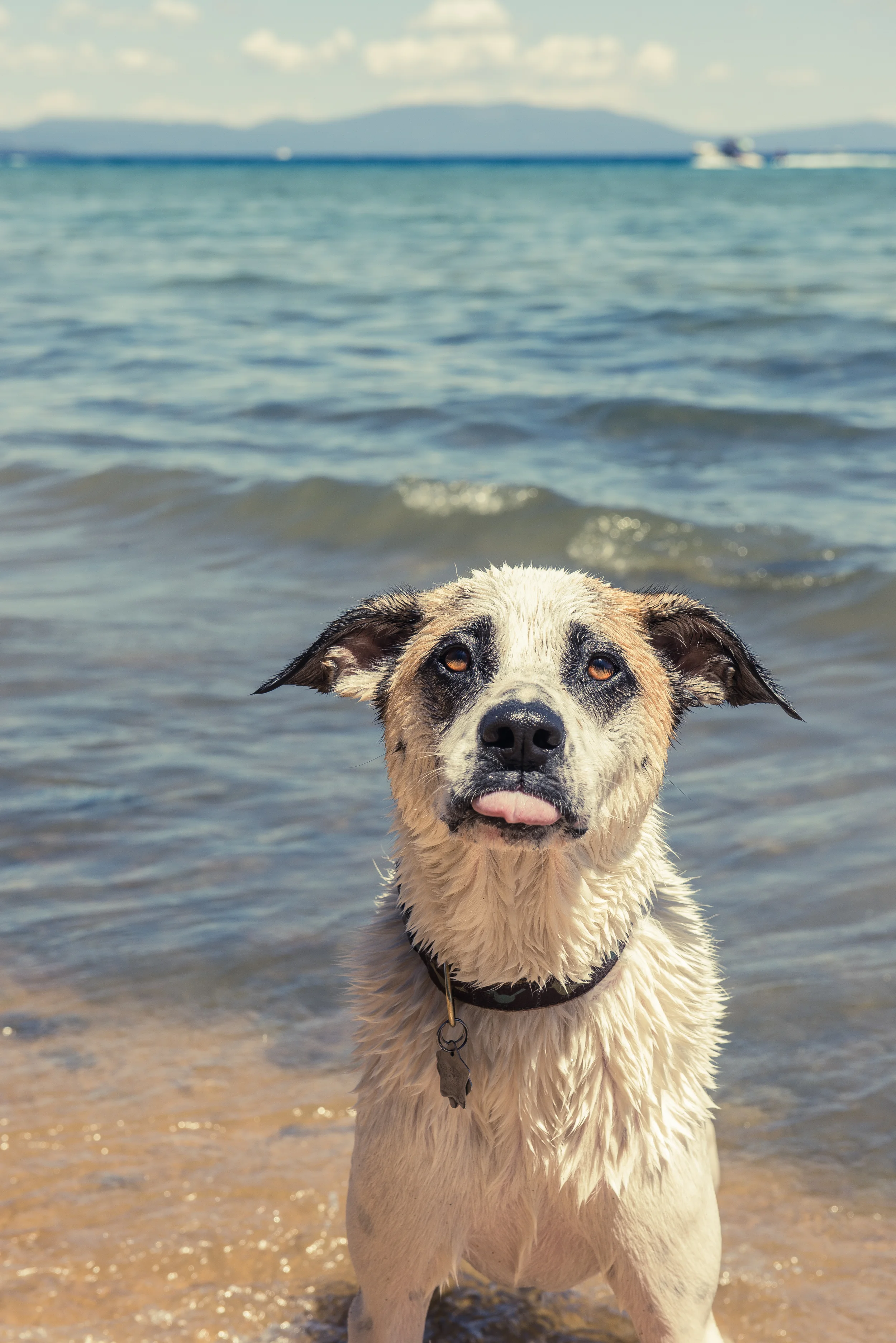 Four Legged Friends-11.jpg