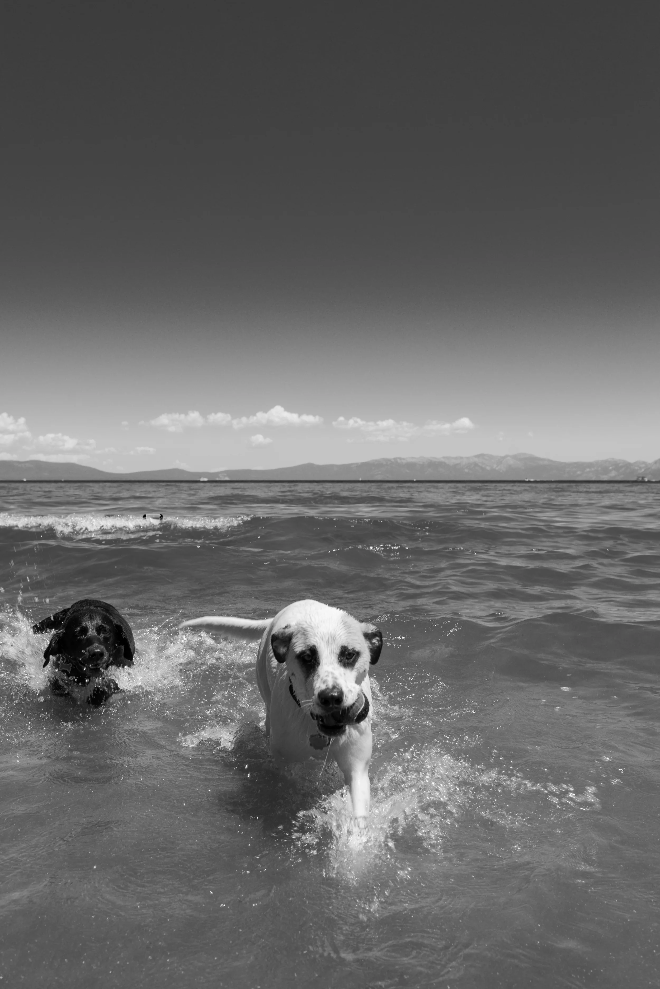 Four Legged Friends-17.jpg