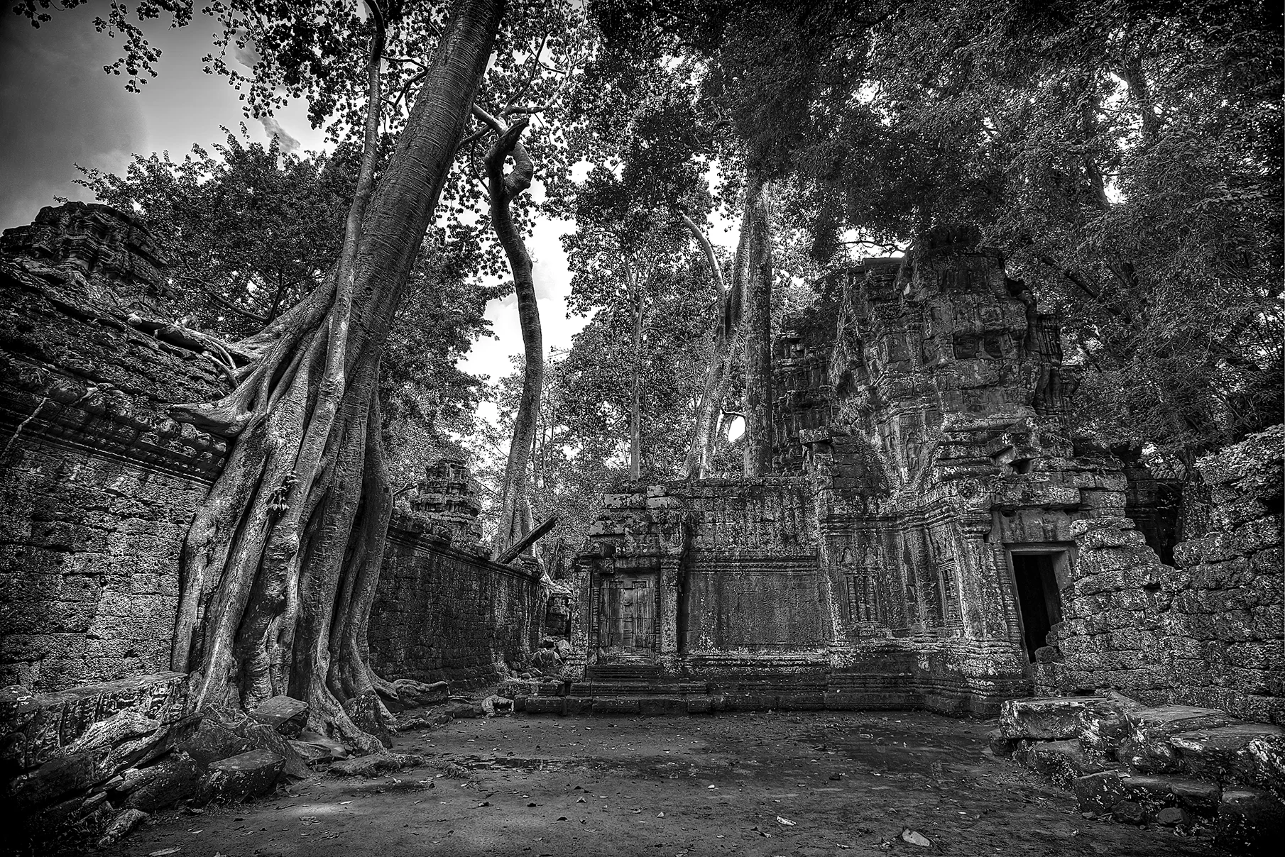 the forest of imagination.jpg