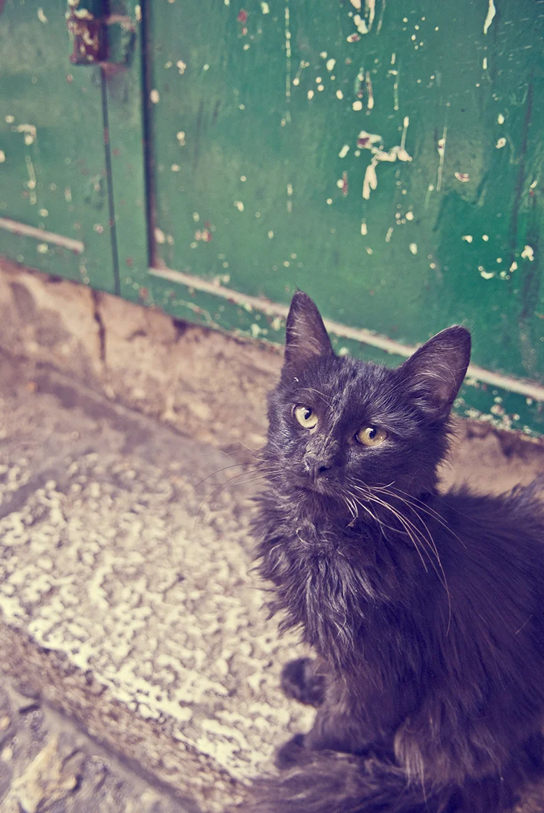 sad old tom.jpg