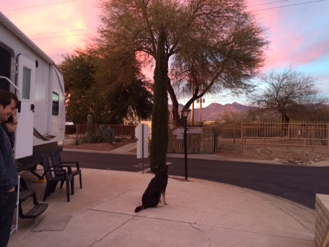 Doggie Promenade in all its evening glory