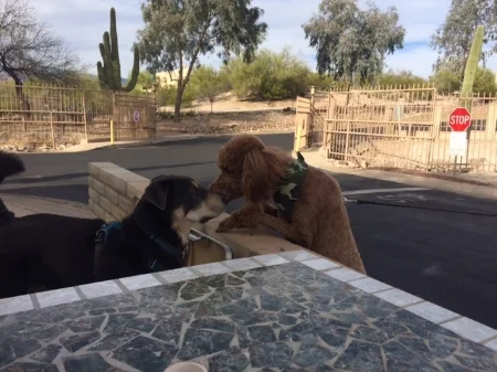 Doggie Promenade or Discretion by Deterrence 