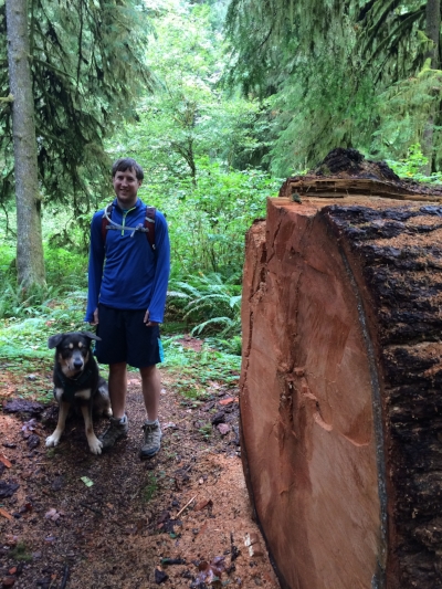 This tree was taken down by mushrooms, spouse and dog for scale