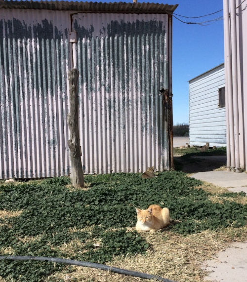 How many cats can you see?