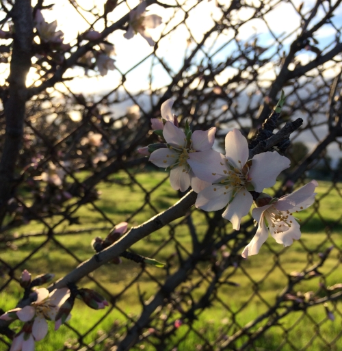 January showers, February Flowers