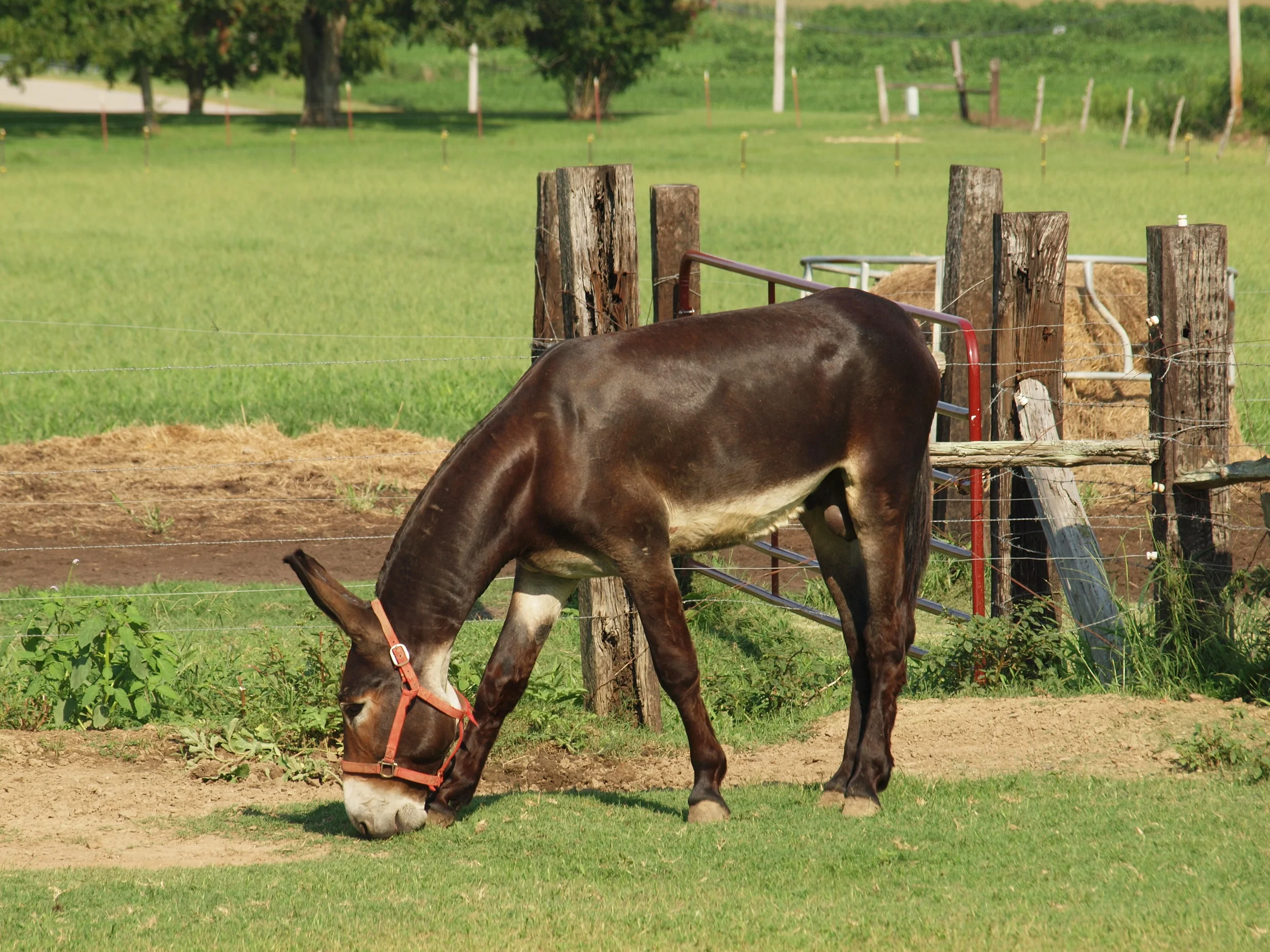 Huff's Mammoth Jackstock and Draft Mules Previous Mammoth Jacks